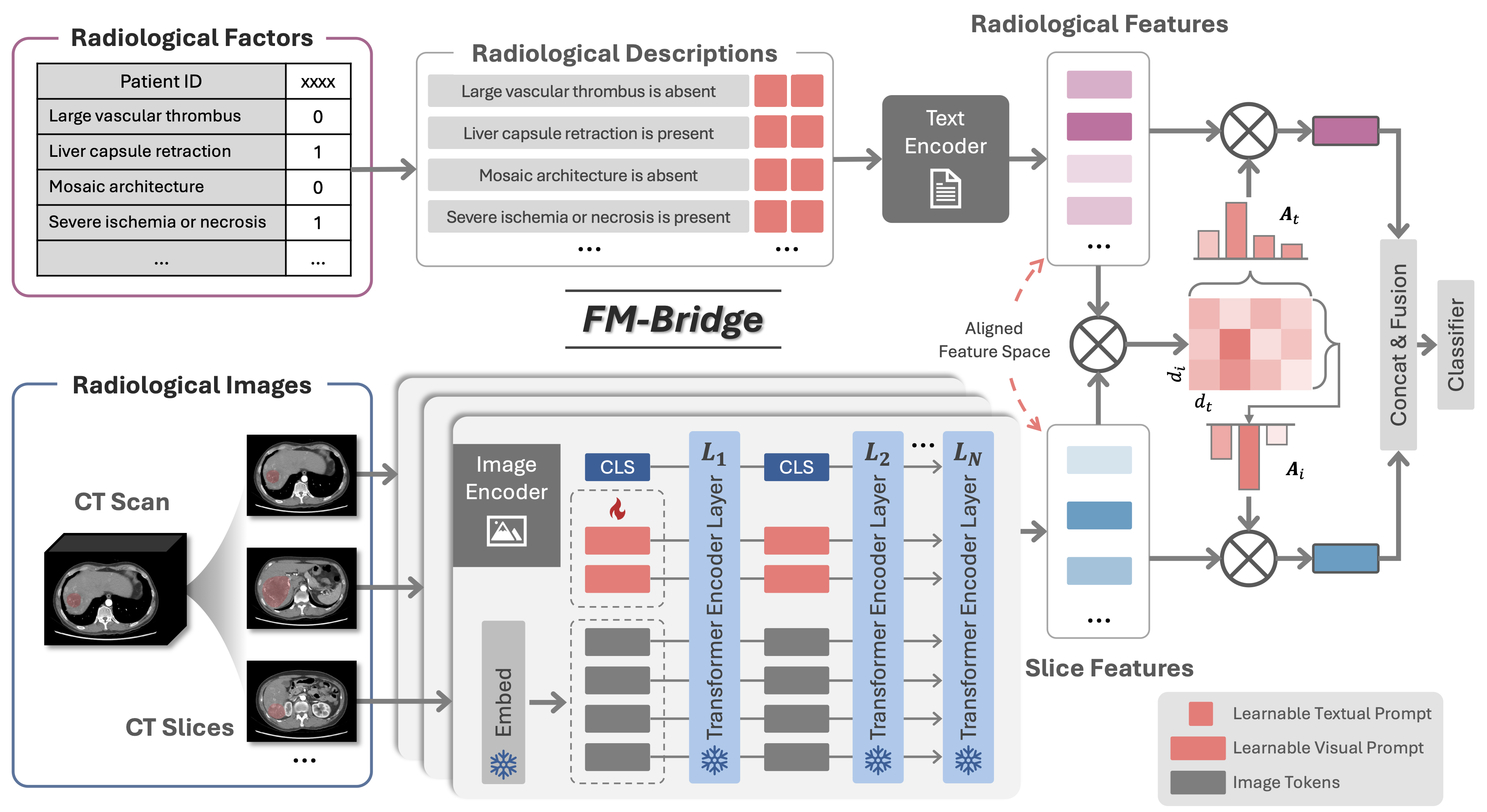 Bridging Radiological Images and Factors with Vision-Language Model for Accurate Diagnosis of Proliferative Hepatocellular Carcinoma