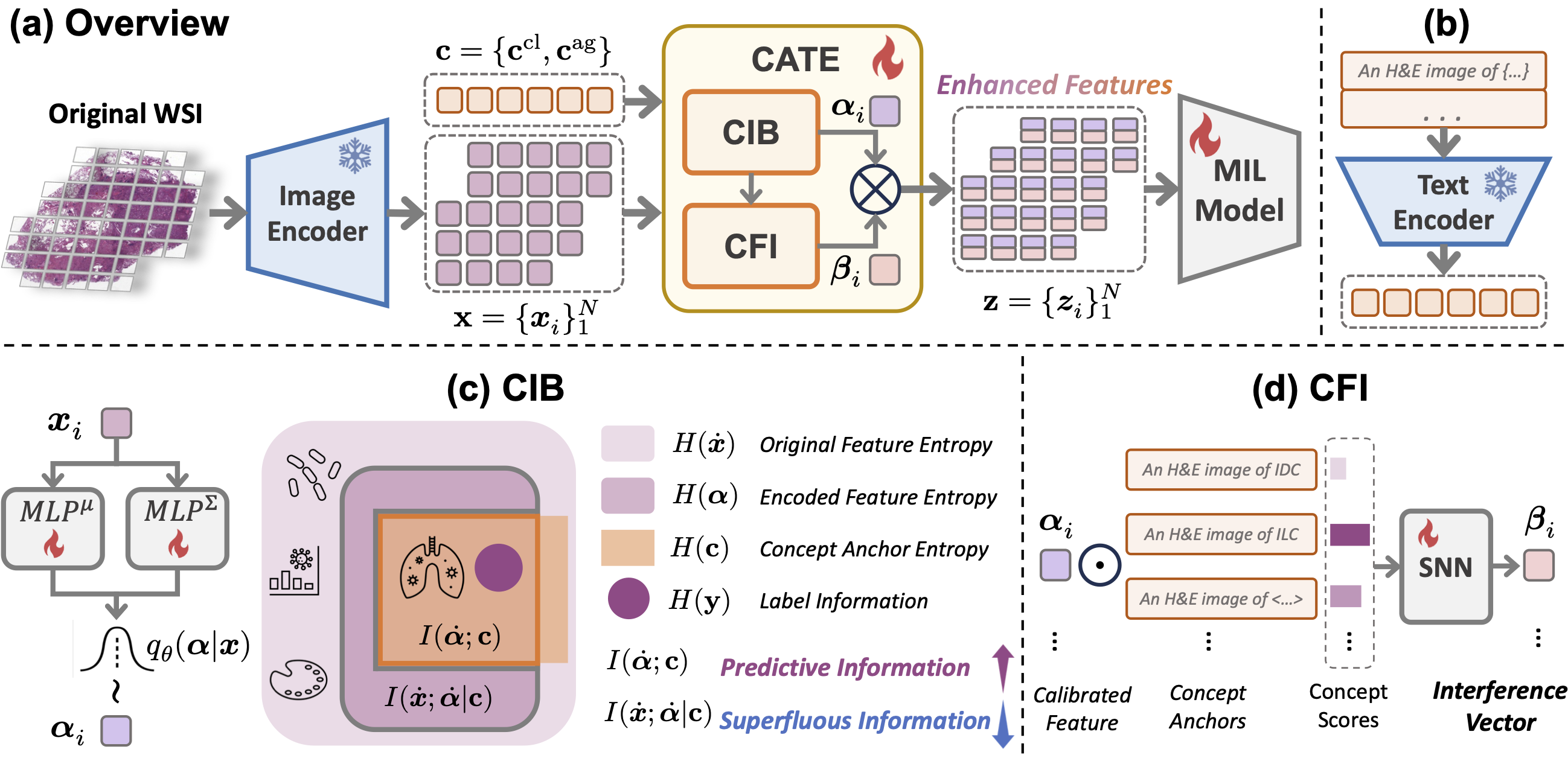 Free lunch in pathology foundation model: Task-specific model adaptation with concept-guided feature enhancement