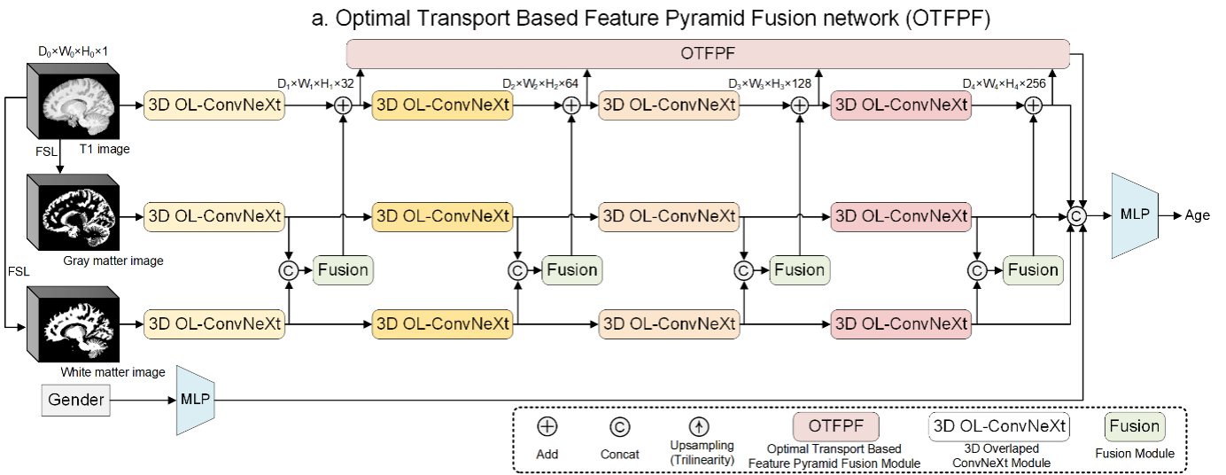 OTFPF: Optimal transport based feature pyramid fusion network for brain age estimation